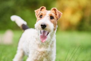 Probiotics for Dogs