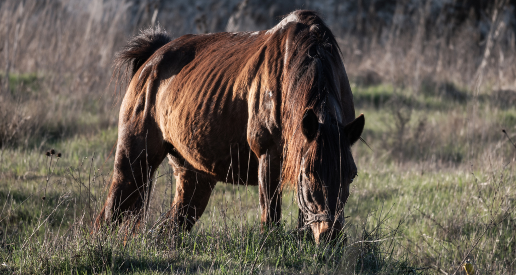 Refeeding A Malnourished Horse 